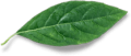 leaf-free-img.png